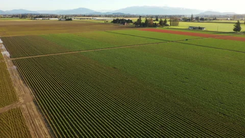 Skagit Valley Tulip Fields. Stock Footage 199846706