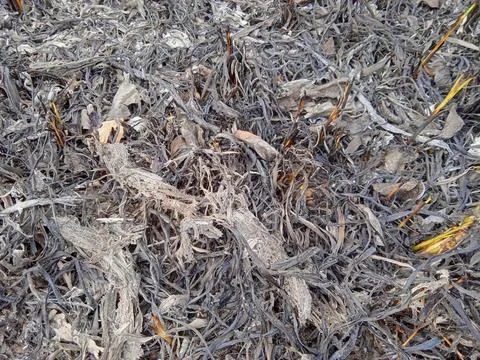 Skap burned to ashes Stock Photos