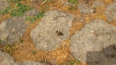 Skarab rolling dung. Dung beetle rolling poop Stock Footage 86765623