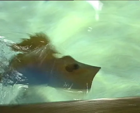 Skate fish splashing on the side of a pool Stock Footage 22512239