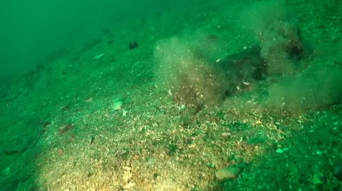Skate Hide in mud Wolffish and Cod 스톡 동영상 42937215