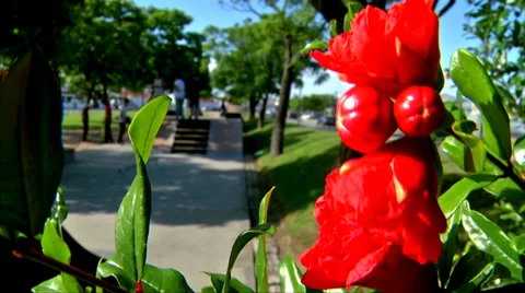 Skaters #2 Stock Footage 33371894