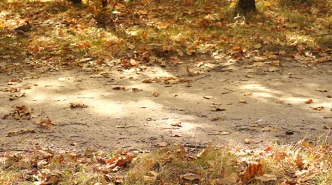 Skating child on a bicycle Video stock 43005569