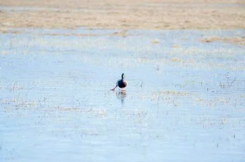 Skating mallard Foto stock