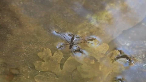 Skeeterbugs Stock Footage 8632116
