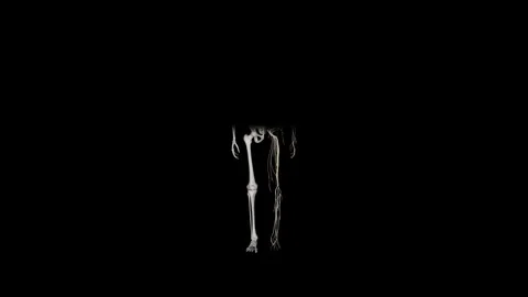 Skeletal and Nervous System Half-Reveal Color Stock-Footage 329764911