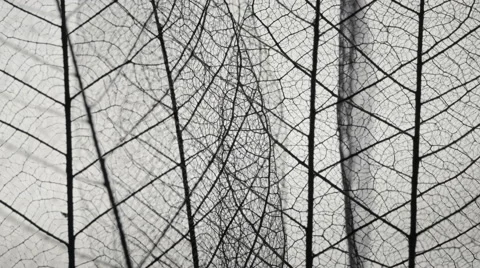 Skeletal background of leaves. Stock Footage 59947297