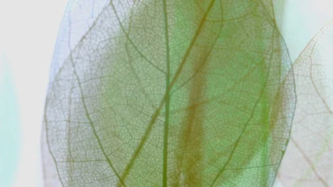 Skeletal background of leaves. Stock Footage 108220155