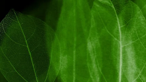 Skeletal background of leaves. Vídeo Stock 108235842