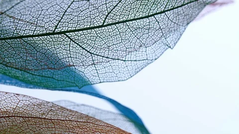 Skeletal background of leaves. Stock Footage 108837142