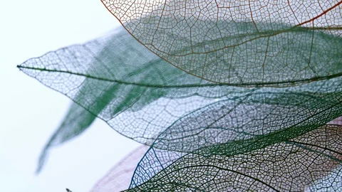 Skeletal background of leaves. Stock Footage 108838352