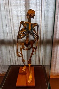 Skeletal cast of Lucy the famous Australopithecus afarensis hominin fossil Stock Photos