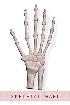 Skeletal hand Stock Illustration