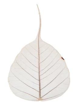 Skeletal Leaf Stock Photos