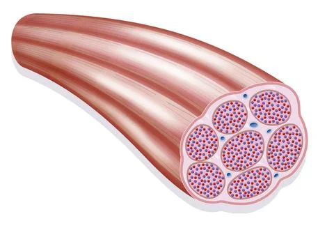  Skeletal muscle, illustration Representation of a muscle fiber. We can se... Stock Photos