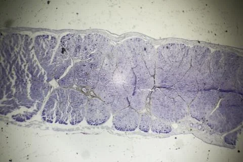Skeletal muscle section under the microscope Stock Photos
