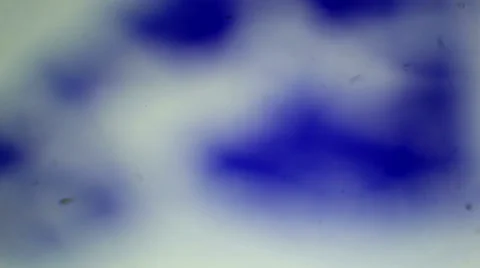 Skeletal muscle tissue cross-section under a microscope, Skeletal muscle C.S. Stock Footage 47086916
