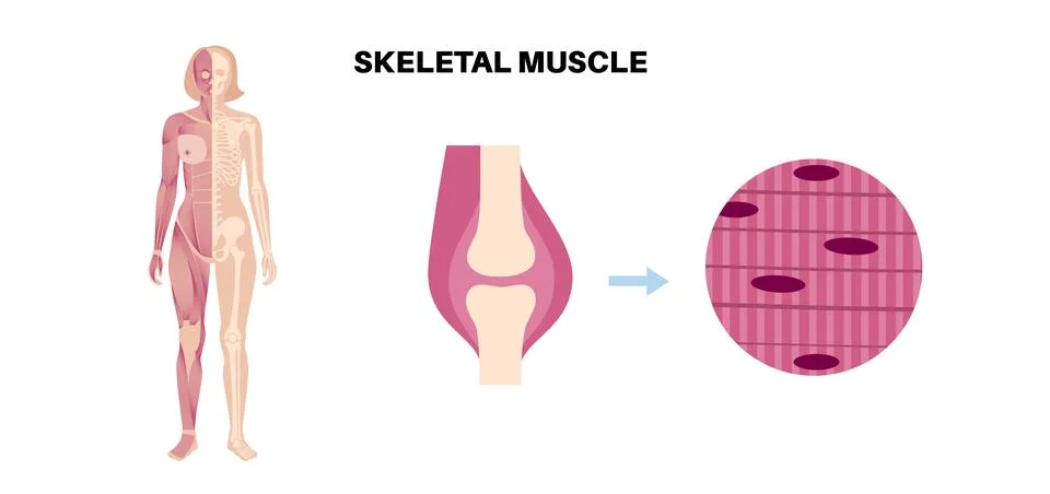 Skeletal muscle tissue Stock Illustration