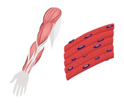 Skeletal muscle tissue with specific function. Medical poster design Stock Illustration