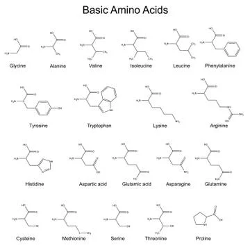Skeletal strutures of basic amino acids Ilustración de archivo