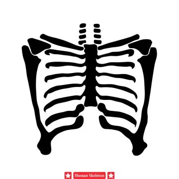 Skeletal Symphony  Harmonious Human Skeleton Vector Set for Musical Events Stock Illustration