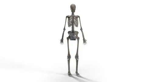 Skeletal System 4K Stock Footage 289390077