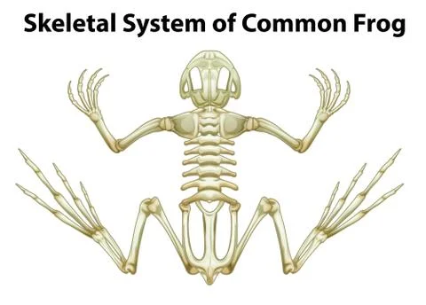 Skeletal system of a common frog Stock Illustration