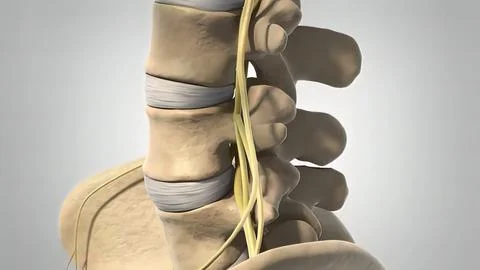Skeletal system disc shift 3d medical Stock Illustration
