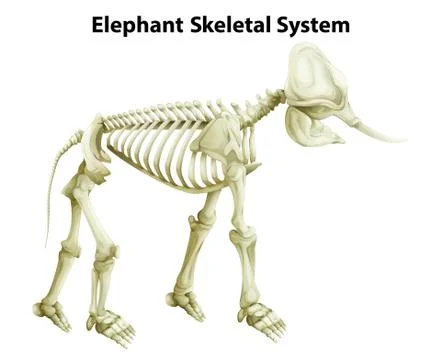 Skeletal System of an Elephant Stock Illustration