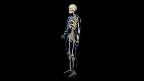 Skeletal System Full 4K 스톡 동영상 90132508