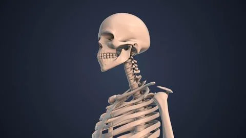 Skeletal system in human body Stock Illustration