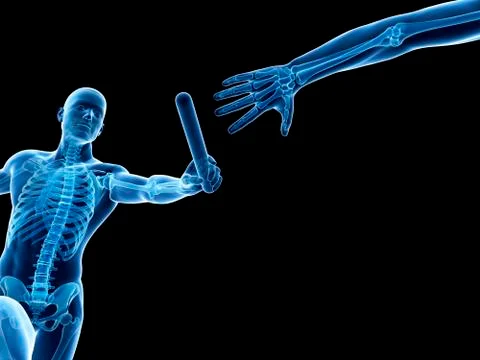 Skeletal system, Illustration Stock Illustration