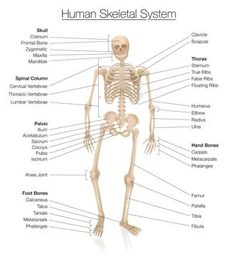Skeletal System Labeled Chart Human Skeleton Bones Names Stock Illustration