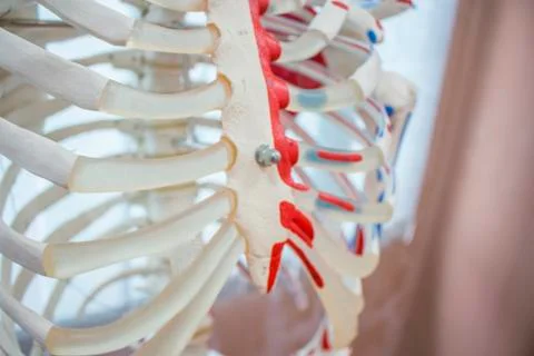 Skeletal system model labelled. Stock Photos