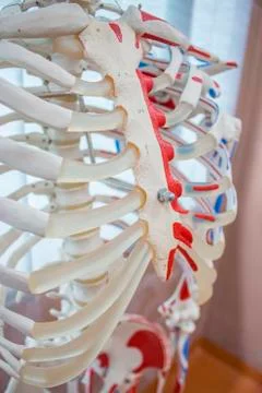 Skeletal system model labelled. Stock Photos