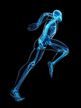 Skeletal system of runner, artwork Illustrazione stock