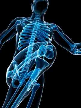Skeletal system of runner, artwork Stock Illustration