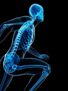 Skeletal system of runner, artwork Stock Illustration