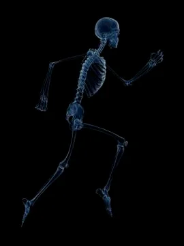 Skeletal system of runner, artwork Stock Illustration