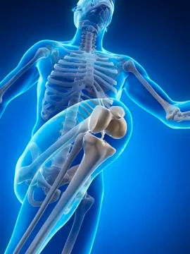 Skeletal system of runner, artwork Stock Illustration