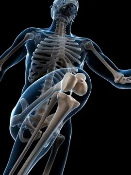 Skeletal system of runner, artwork Stock Illustration