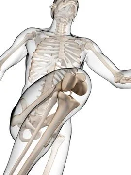 Skeletal system of runner, artwork Stock Illustration