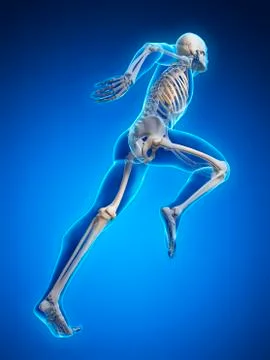 Skeletal system of runner, artwork Stock Illustration