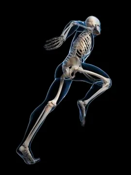 Skeletal system of runner, artwork Stock Illustration