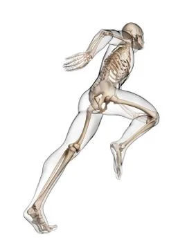 Skeletal system of runner, artwork Stock Illustration