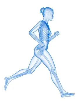 Skeletal system of a runner, illustration Stock Illustration