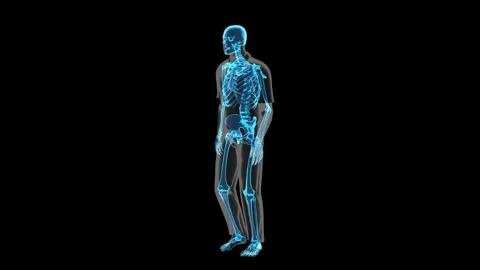 Skeletal System Walking Profile View Isolated Stock Footage 329294118