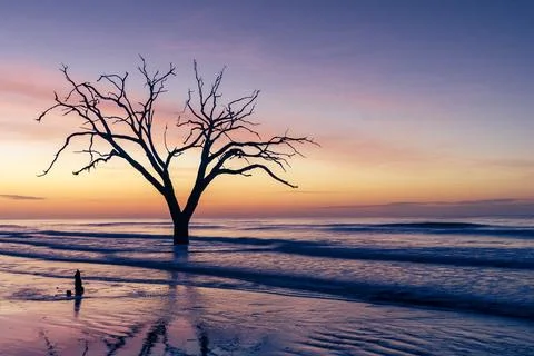 Skeletal tree stands as a sun-bleached sentinel in the rising tide Stock Photos