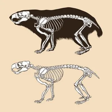 Skeleton alpine marmot vector illustration Stock Illustration