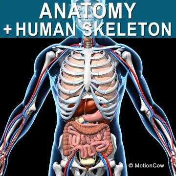 Skeleton & Anatomy 3D Model
